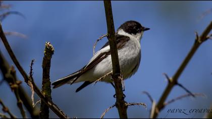Semicollared Flycatcher