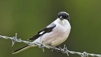 Karaalınlı örümcekkuşu