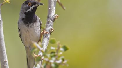 Karaboğazlı ötleğen