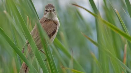 Büyük kamışçın