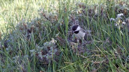 Akyanaklı baştankara