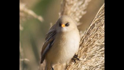 Bıyıklı baştankara