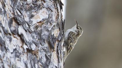 Bahçe tırmaşıkkuşu