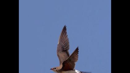 Bataklıkkırlangıcı