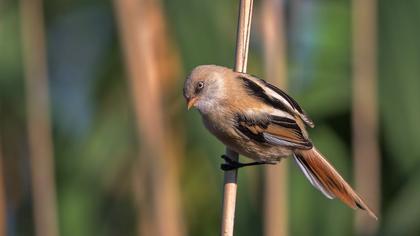 Bıyıklı baştankara