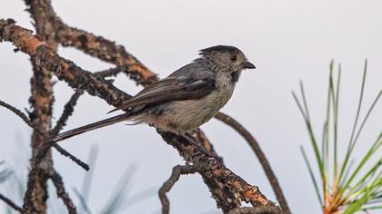 Uzunkuyruklu baştankara