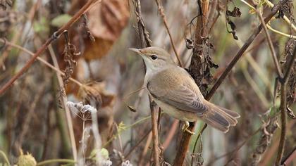 Çalı kamışçını