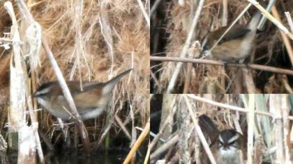 Bıyıklı kamışçın