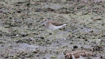 Orman düdükçünü