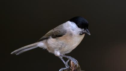 Kayın baştankarası