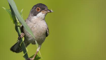 Pembegöğüslü ötleğen