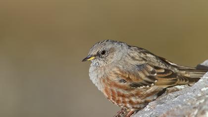 Büyük dağbülbülü