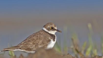 Halkalı küçük cılıbıt