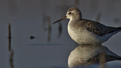 Bataklık düdükçünü