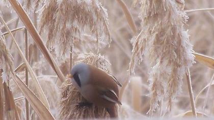Bıyıklı baştankara