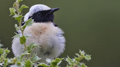 Karakulaklı kuyrukkakan