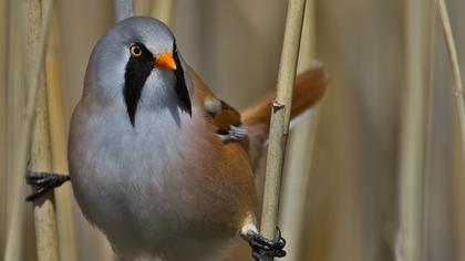 Bıyıklı baştankara