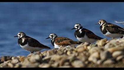 Ruddy Turnstone