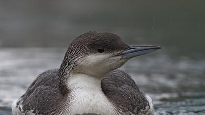 Karagerdanlı dalgıç