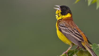 Karabaşlı kirazkuşu