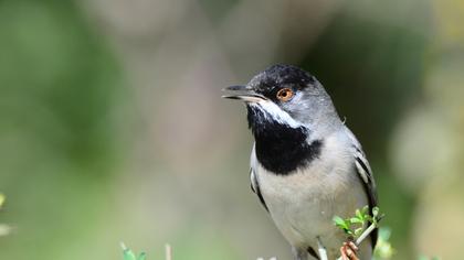 Karaboğazlı ötleğen