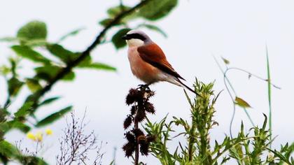 Kızılsırtlı örümcekkuşu