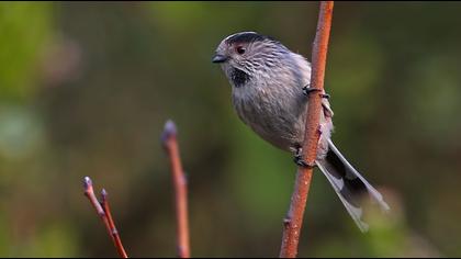 Uzunkuyruklu baştankara