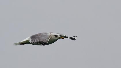 Küçük gümüş martı