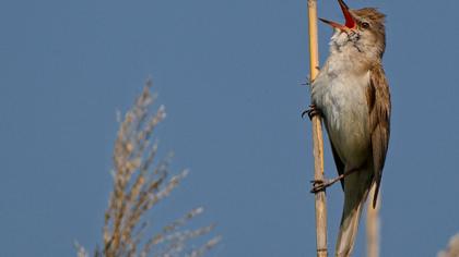 Büyük kamışçın