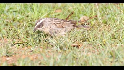 Sürmeli dağbülbülü