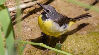 Dağ kuyruksallayanı