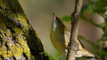 Kındıra kamışçını