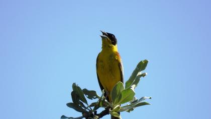 Karabaşlı kirazkuşu