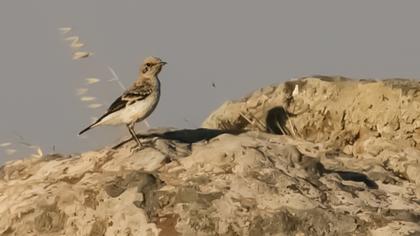 Aksırtlı kuyrukkakan