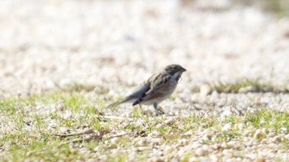 Bataklık Kirazkuşu