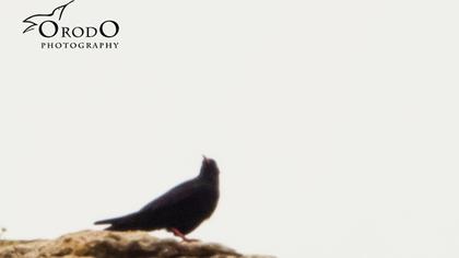 Kırmızıgagalı dağ kargası