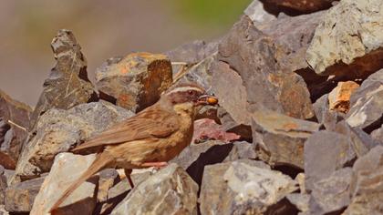 Sibirya dağbülbülü