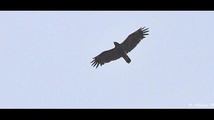 Küçük orman kartalı