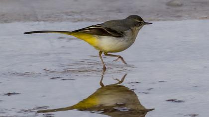 Dağ kuyruksallayanı