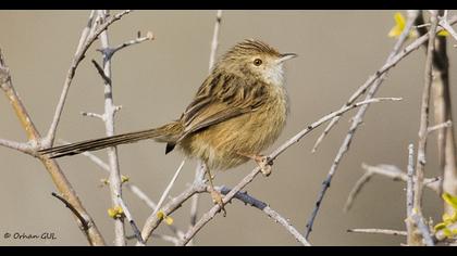 Dikkuyruklu ötleğen