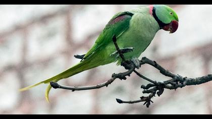 İskender papağanı