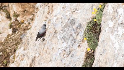 Duvar tırmaşıkkuşu