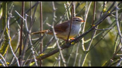 Cetti`s Warbler