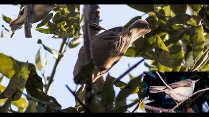Çalı kamışçını