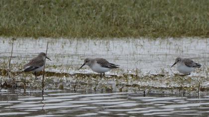 Karakarınlı kumkuşu