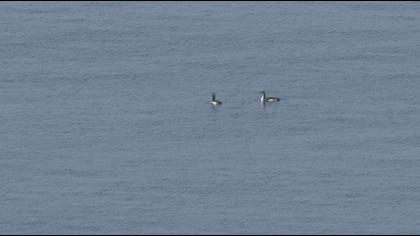 Karagerdanlı dalgıç