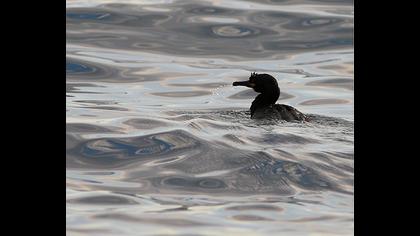 Tepeli karabatak
