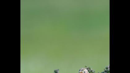 Corn Bunting