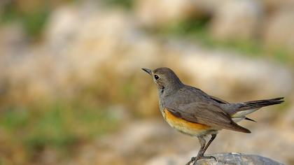 White-throated Robin
