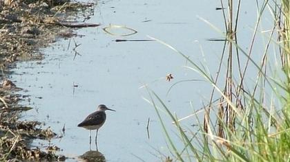 Orman düdükçünü